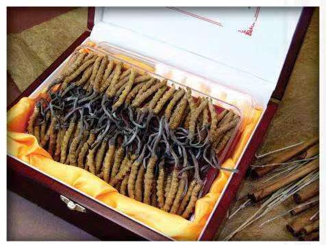 唐河冬虫夏草回收